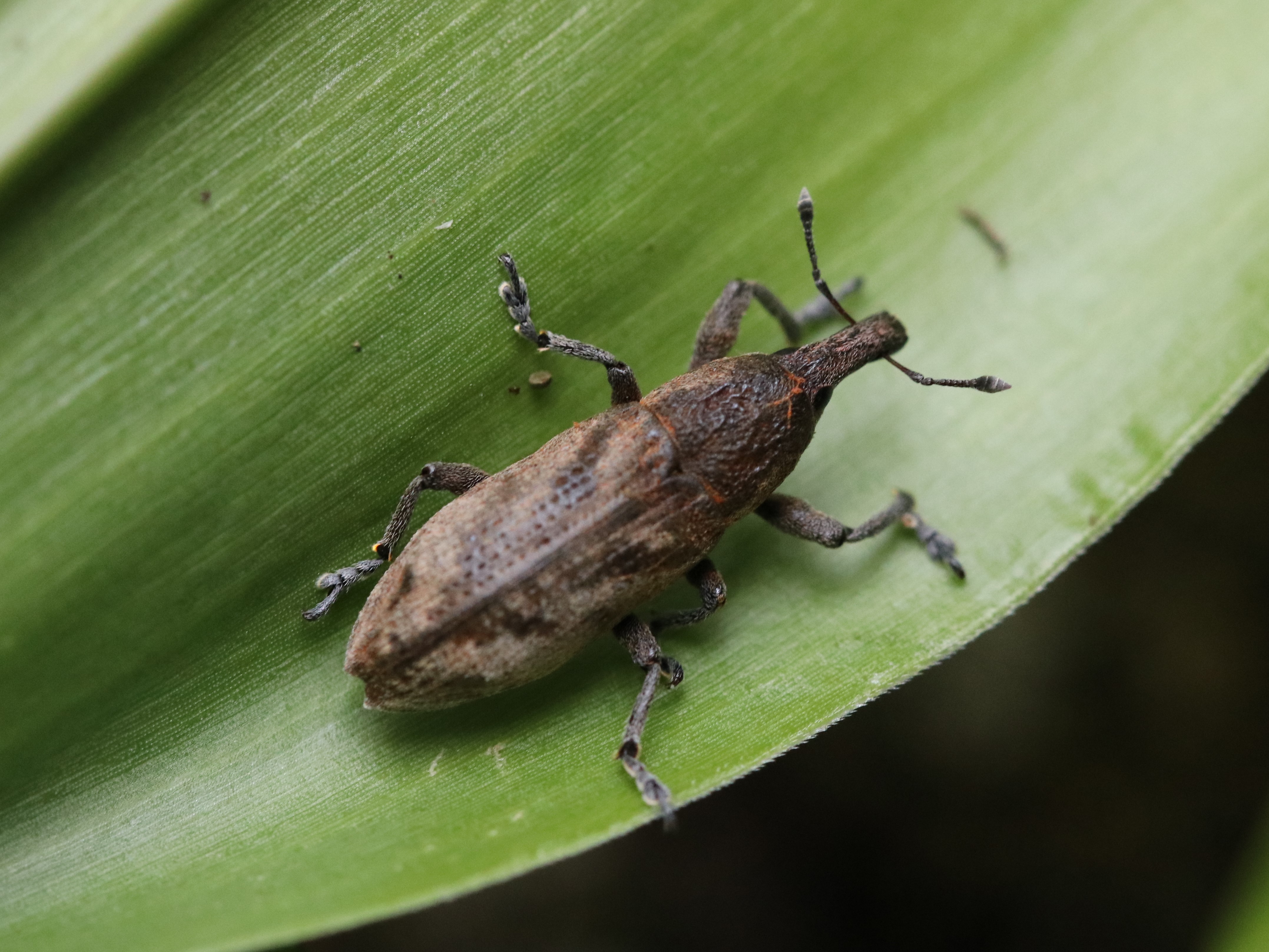 葉上のハスジカツオゾウムシ